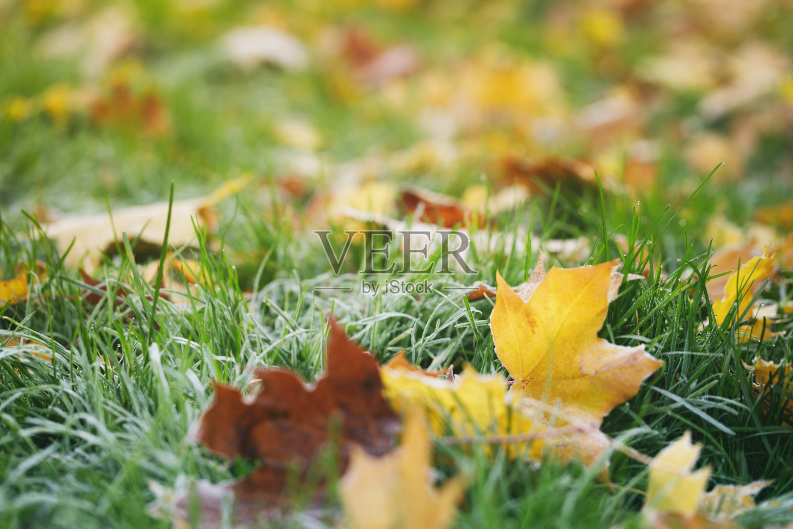 早晨草地上结霜的落叶照片摄影图片