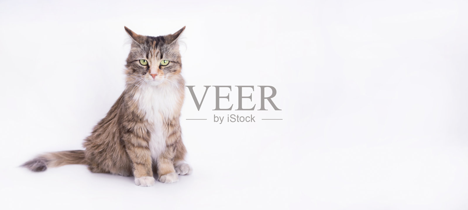 小猫在白色上的特写肖像。浅色背景的室内猫。照片摄影图片