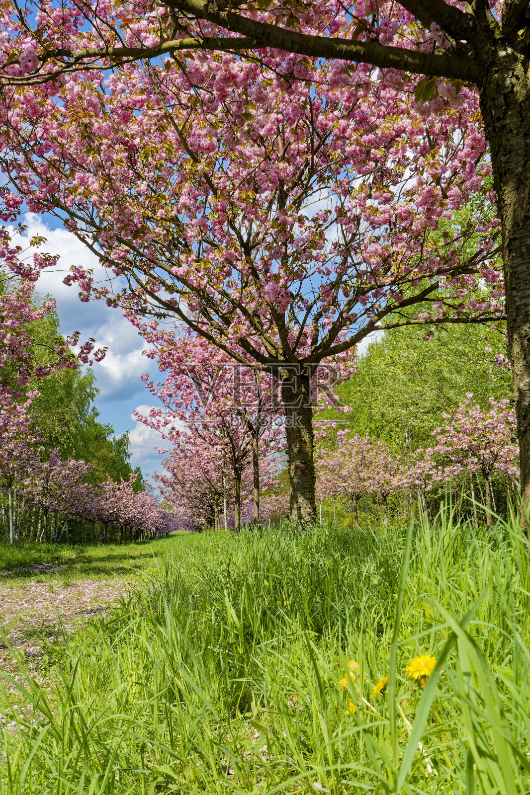 日本樱花树大道。照片摄影图片