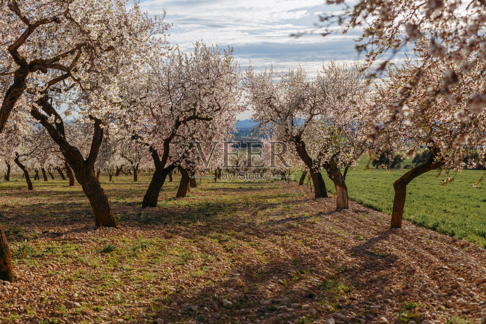 一片杏树盛开的田野。照片摄影图片