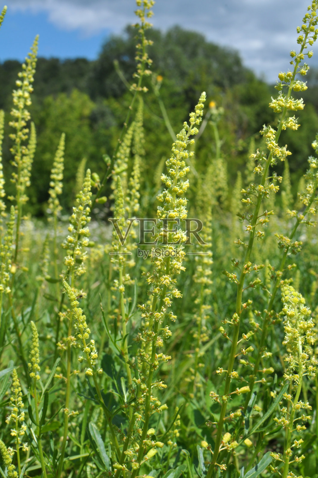 芦花是一种生长在田地里的杂草照片摄影图片