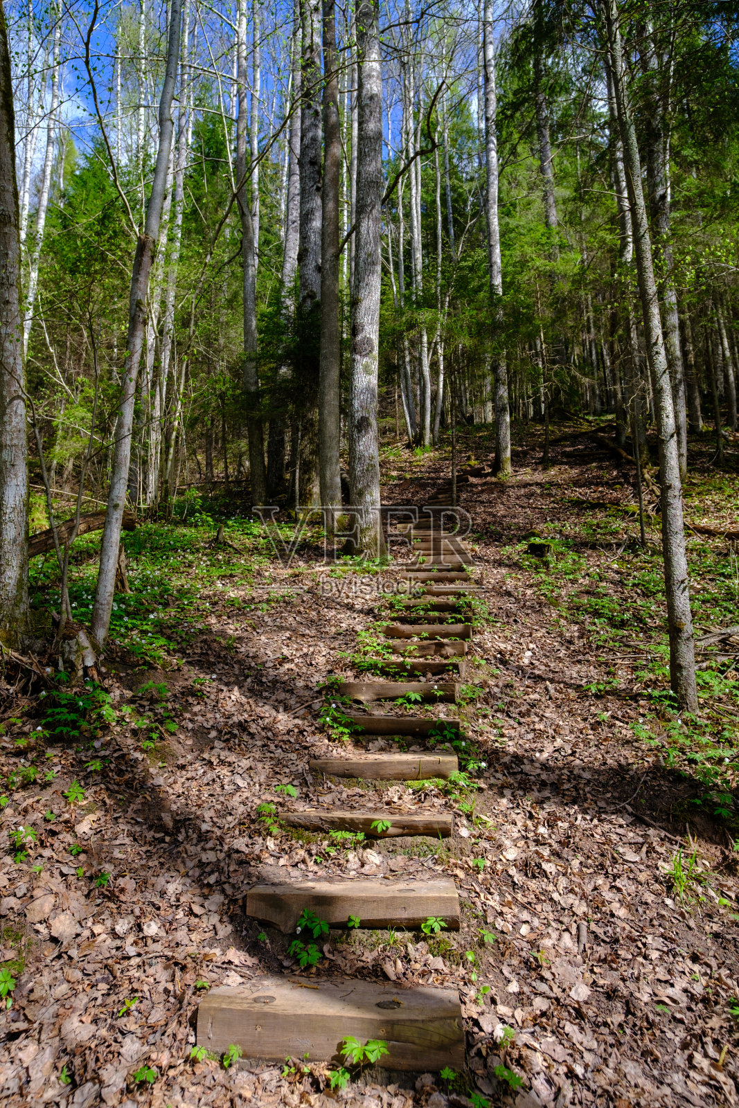 徒步小径上的木制楼梯。拉脱维亚美丽的森林。高加国家公园，锡古尔达。照片摄影图片