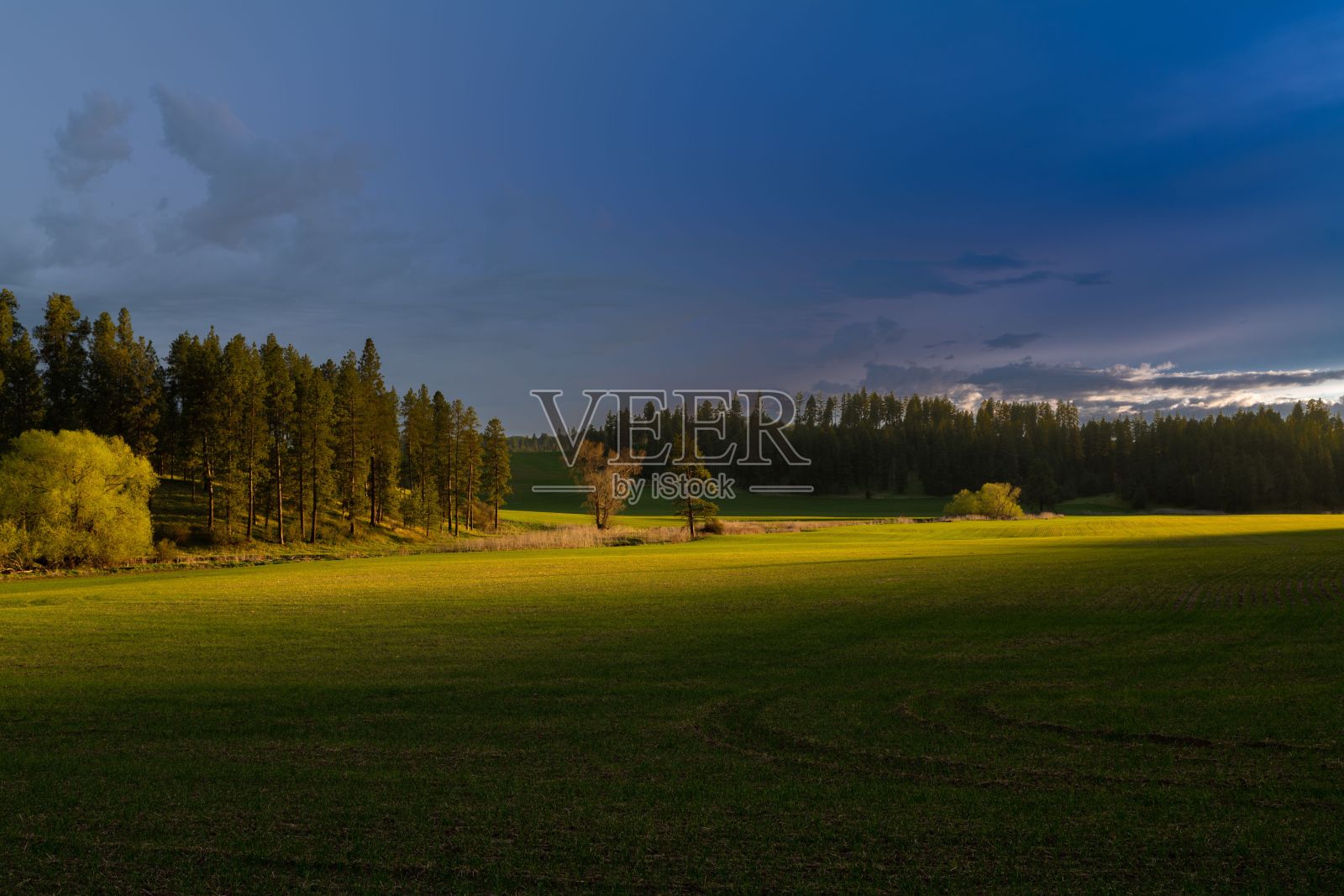 一片空旷的田野，背景是绿草和树照片摄影图片