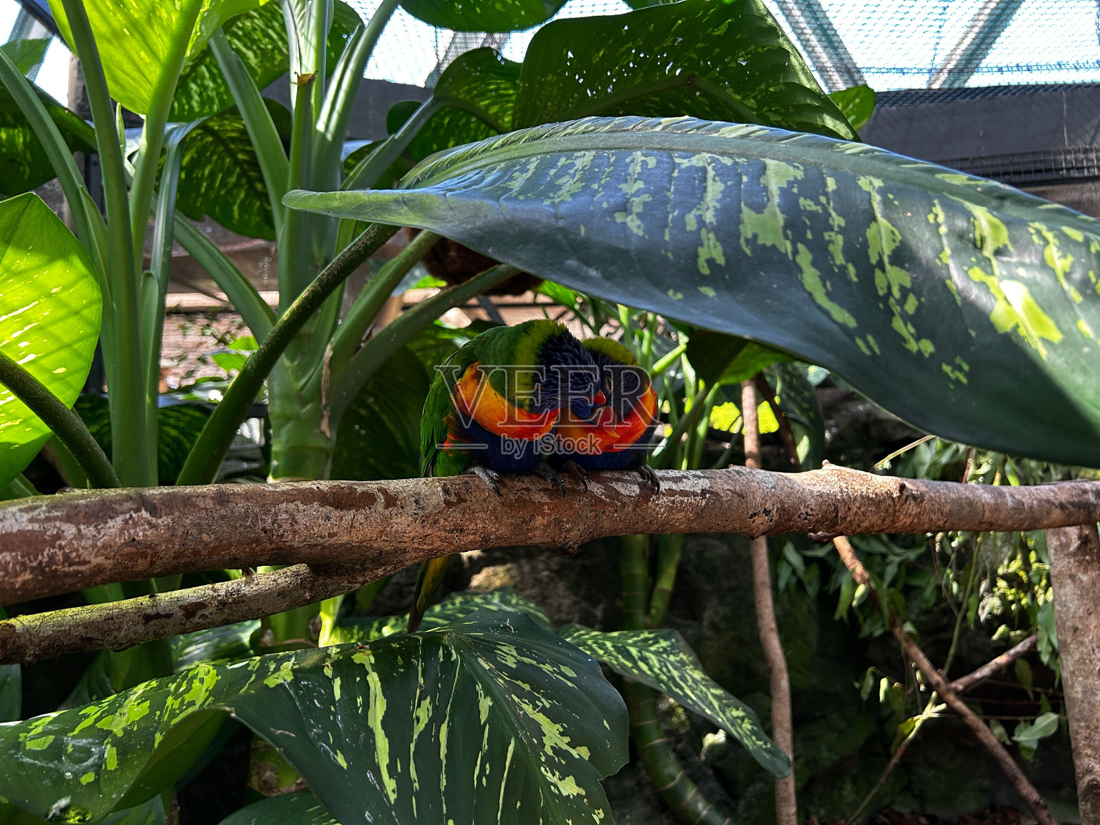 生机勃勃的鸟儿栖息在茂密的丛林中枝繁叶茂的树枝上照片摄影图片