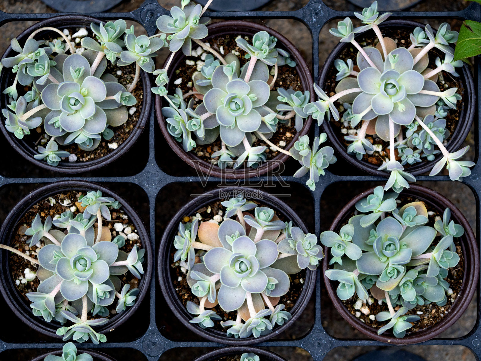 彩色多肉植物的特写照片照片摄影图片