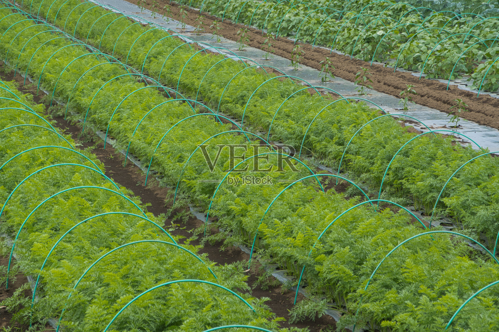 胡萝卜领域照片摄影图片