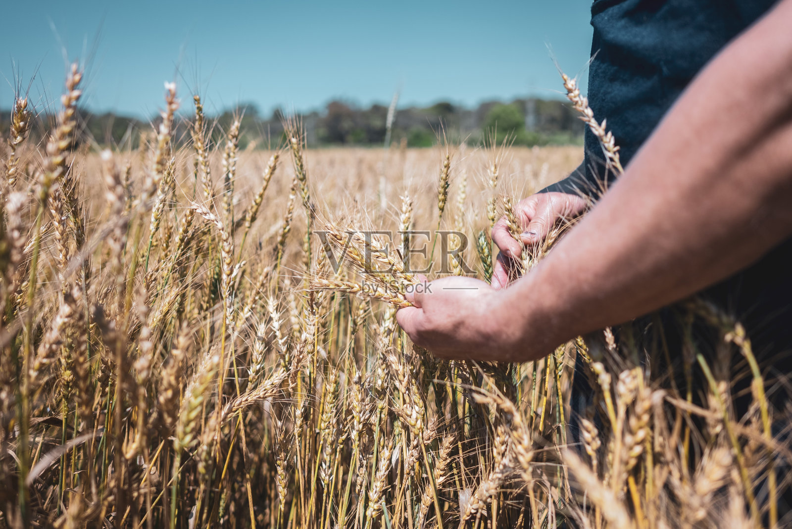 近距离的一个人的手采摘小麦照片摄影图片