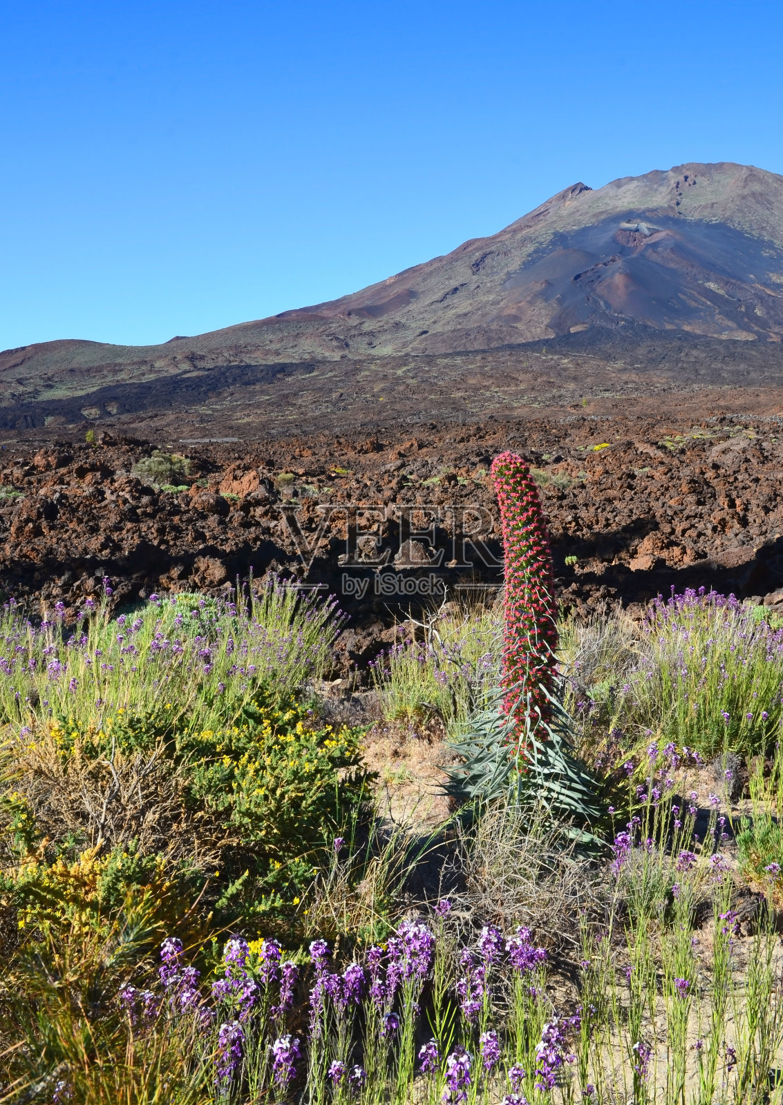 西班牙加那利群岛特内里费岛的泰德国家公园，Pico Viejo火山和盛开的Tajinaste特有花卉。旅行的概念。照片摄影图片
