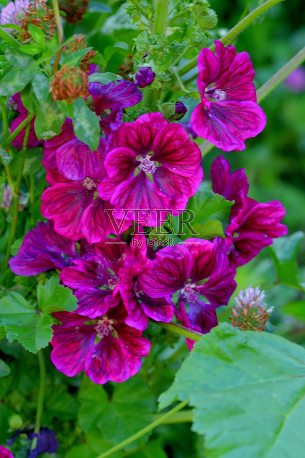 锦葵：直立的多年生花穗照片摄影图片