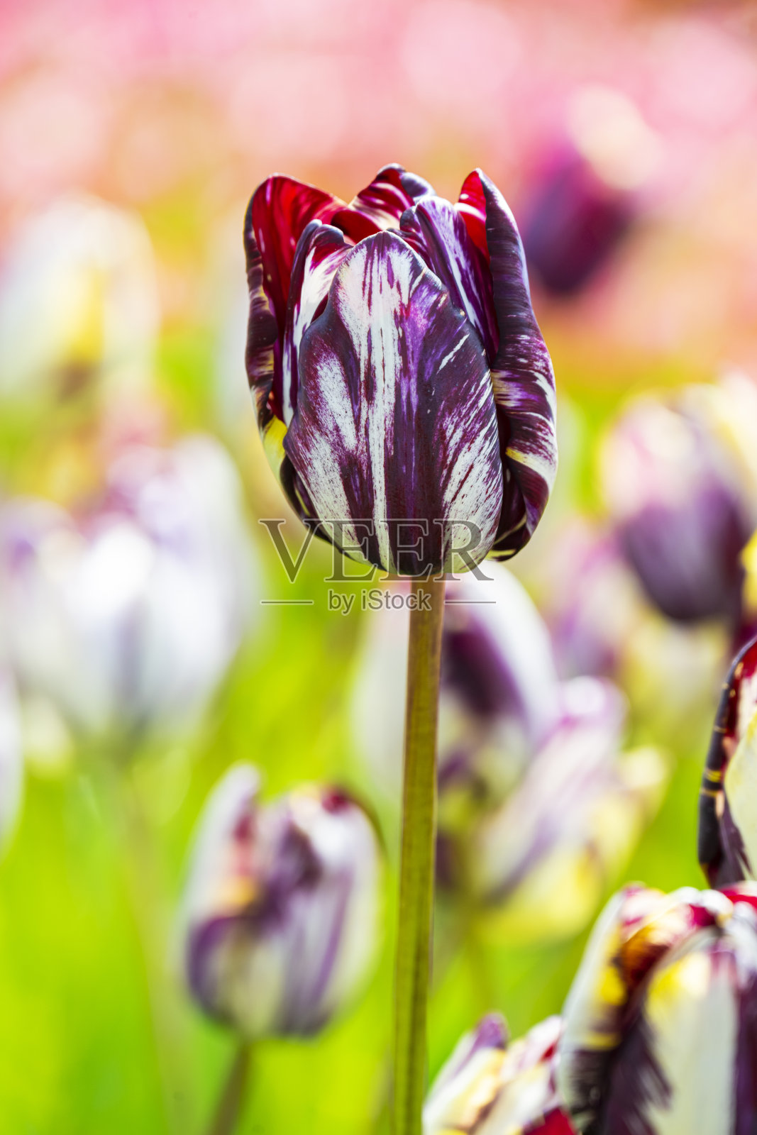 伦勃朗郁金香照片摄影图片