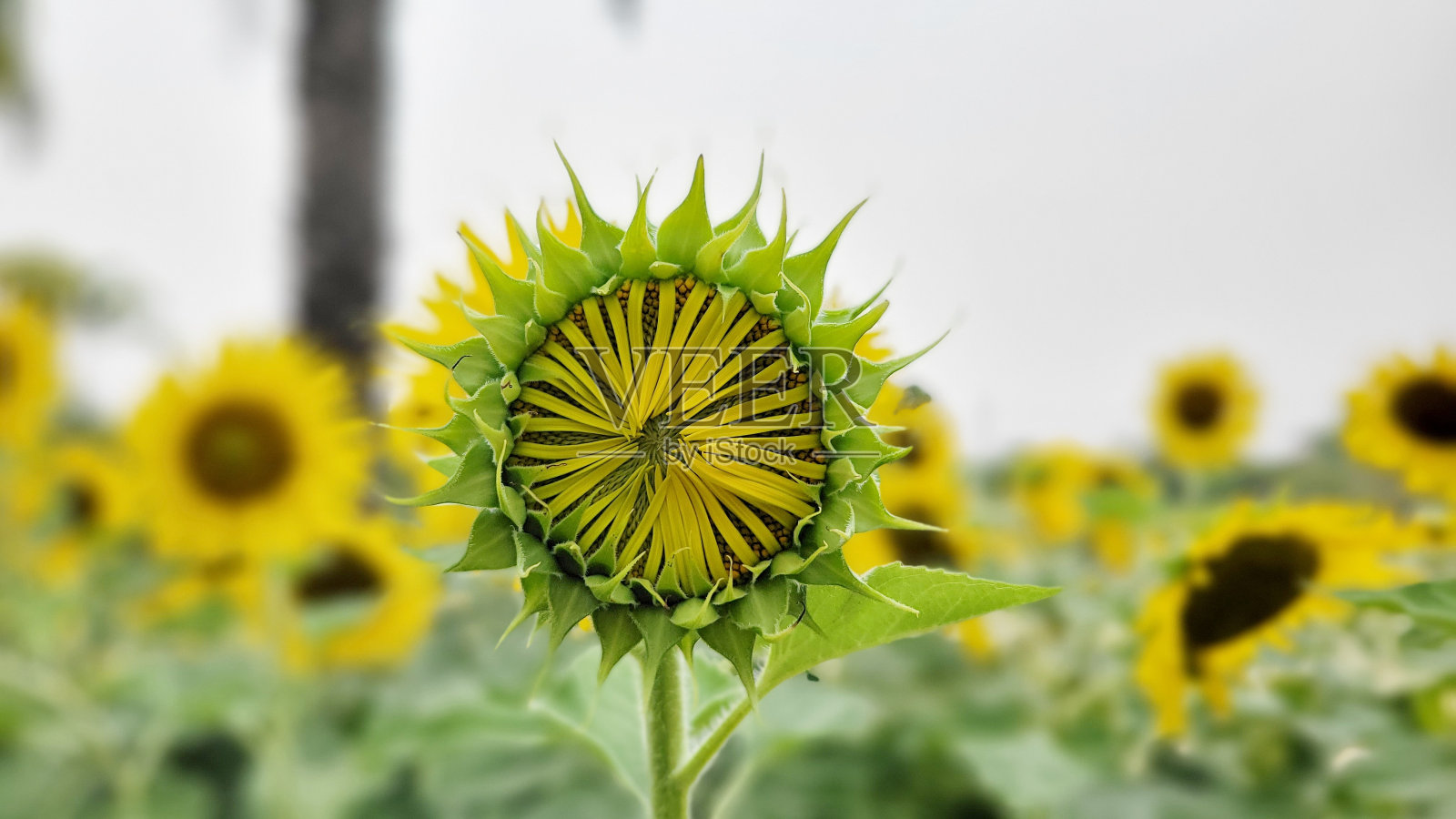夏天的时候，公园里有阳光明媚的花朵照片摄影图片