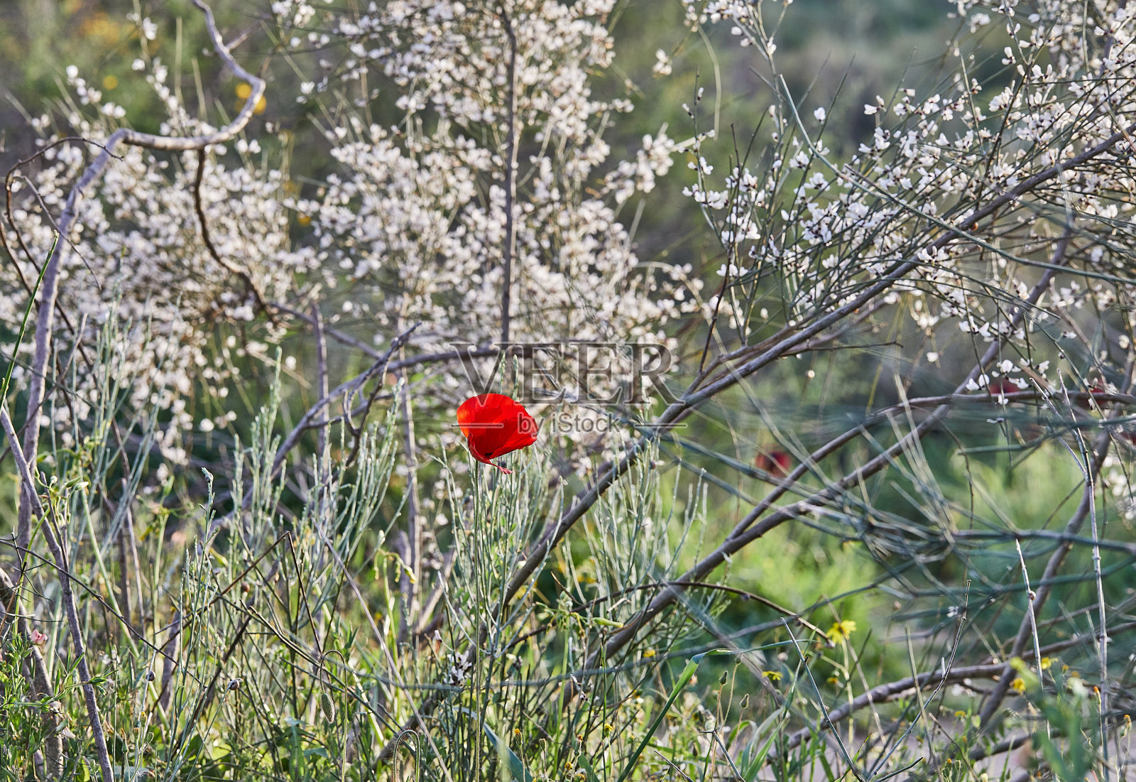 春天盛开的野生红色银莲花（内盖夫沙漠，以色列南部）照片摄影图片