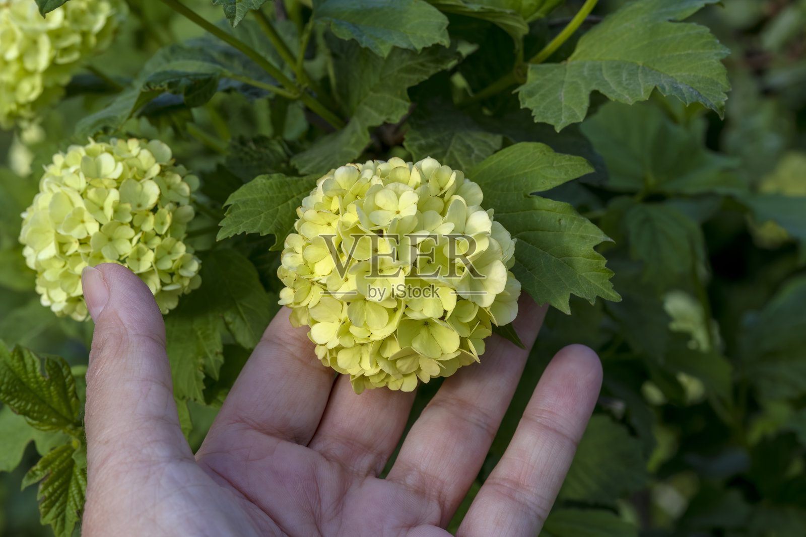 手拿豆荚花。荚莲属的植物opulus照片摄影图片