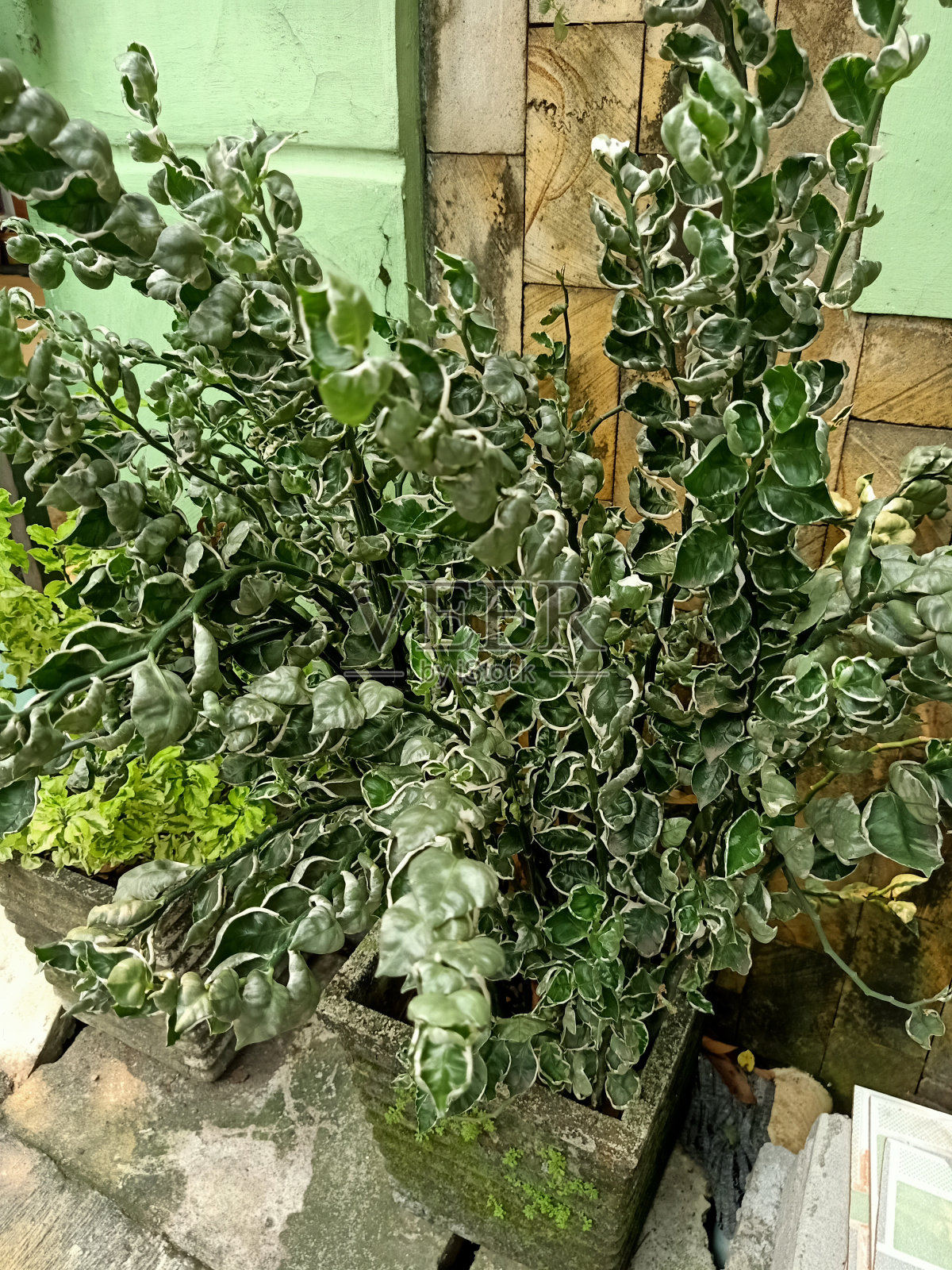 魔鬼主干植物特写照片摄影图片