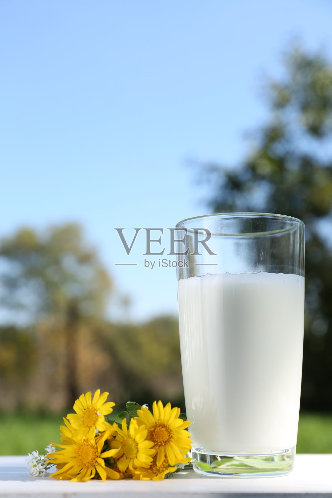 户外白色木桌上的一杯鲜牛奶照片摄影图片