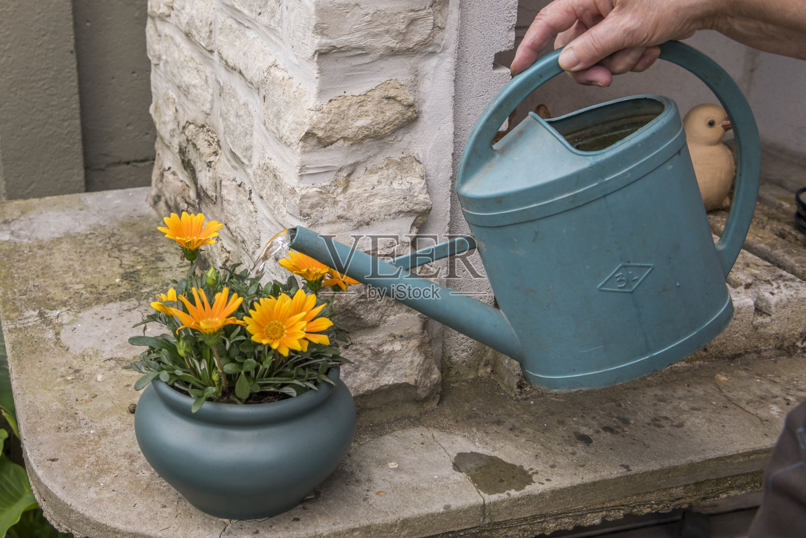 用绿色的水罐给黄花植物浇水。背景是石头。照片摄影图片