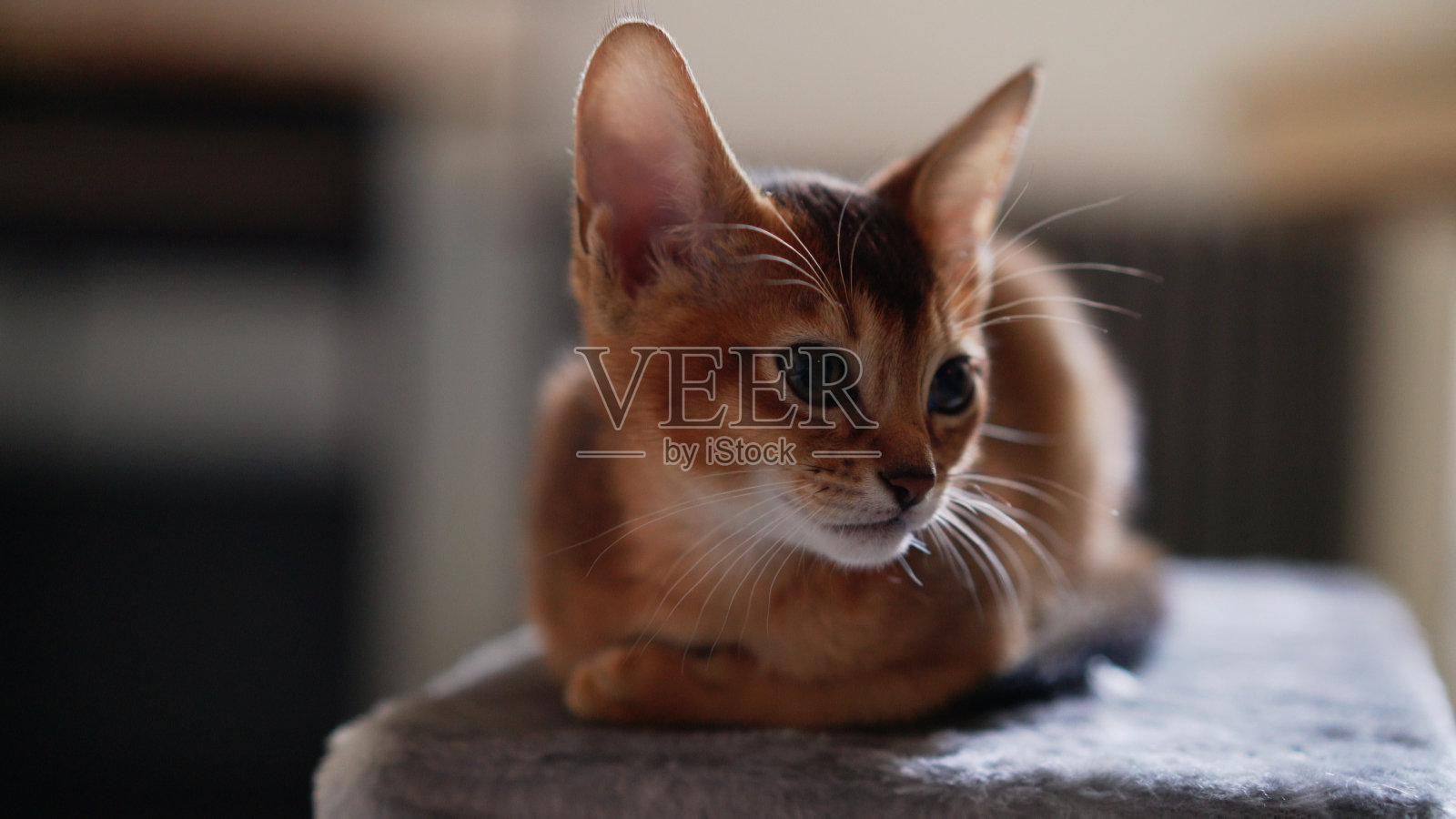 阿比西尼亚小猫坐在架子上环顾四周照片摄影图片