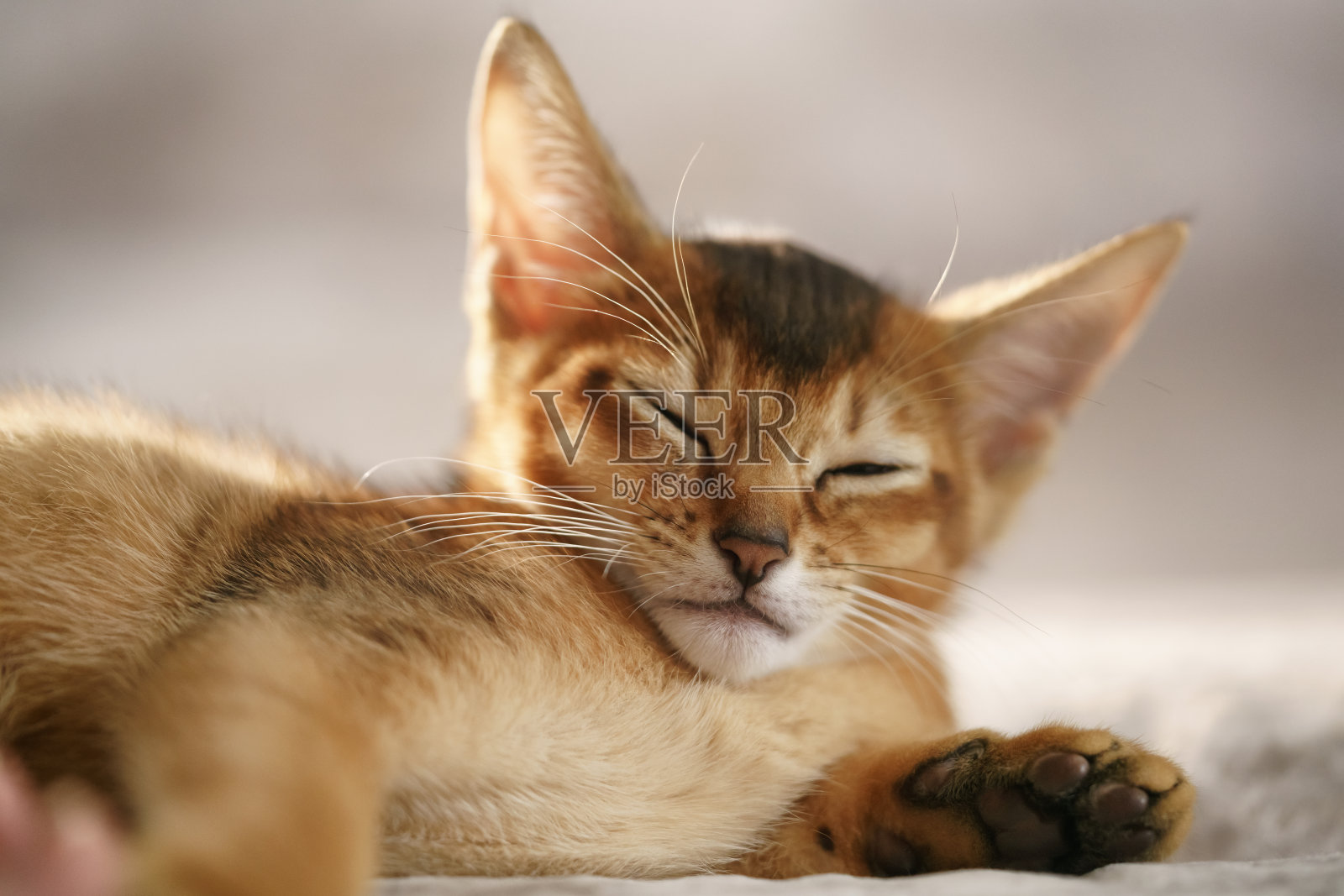 在沙发上休息的纯种阿比西尼亚小猫照片摄影图片