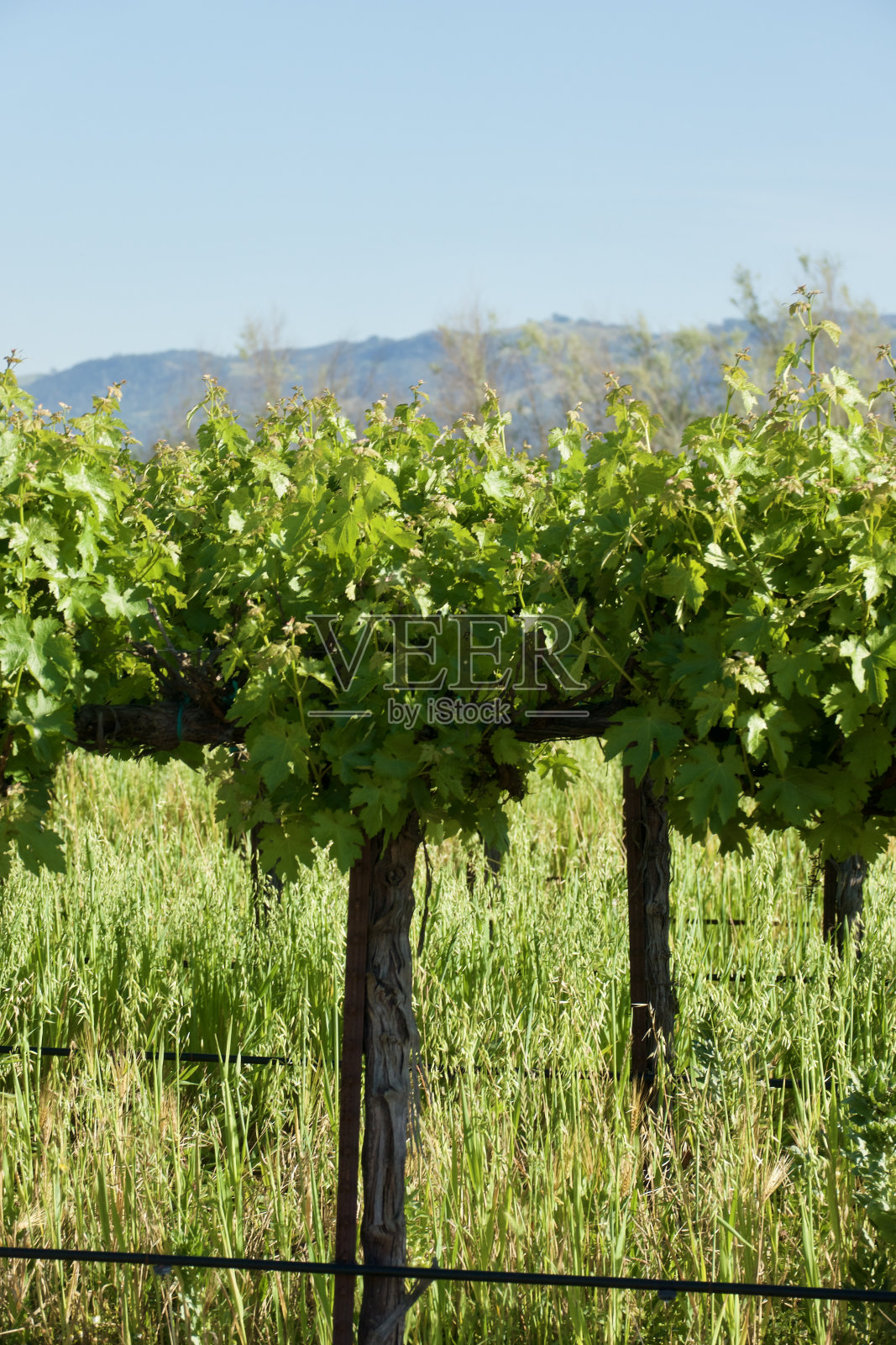 春天阳光下葡萄园里一排排葡萄藤的特写照片摄影图片
