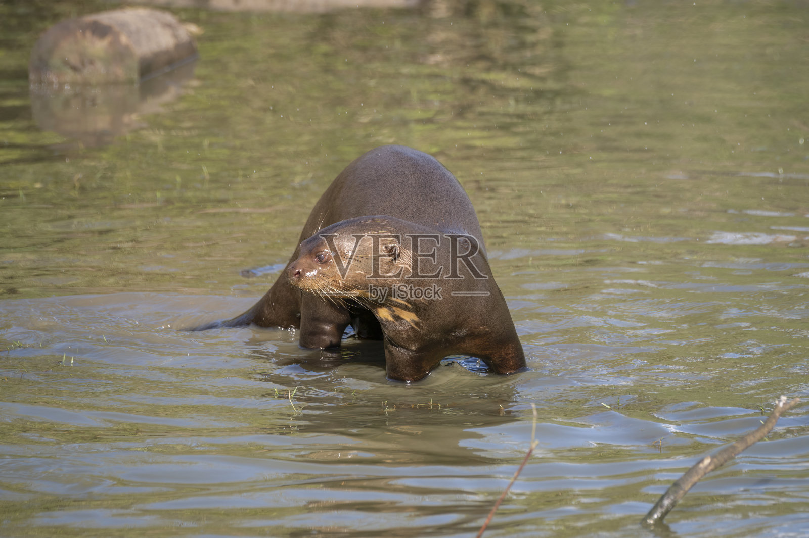 巨大的水獭照片摄影图片