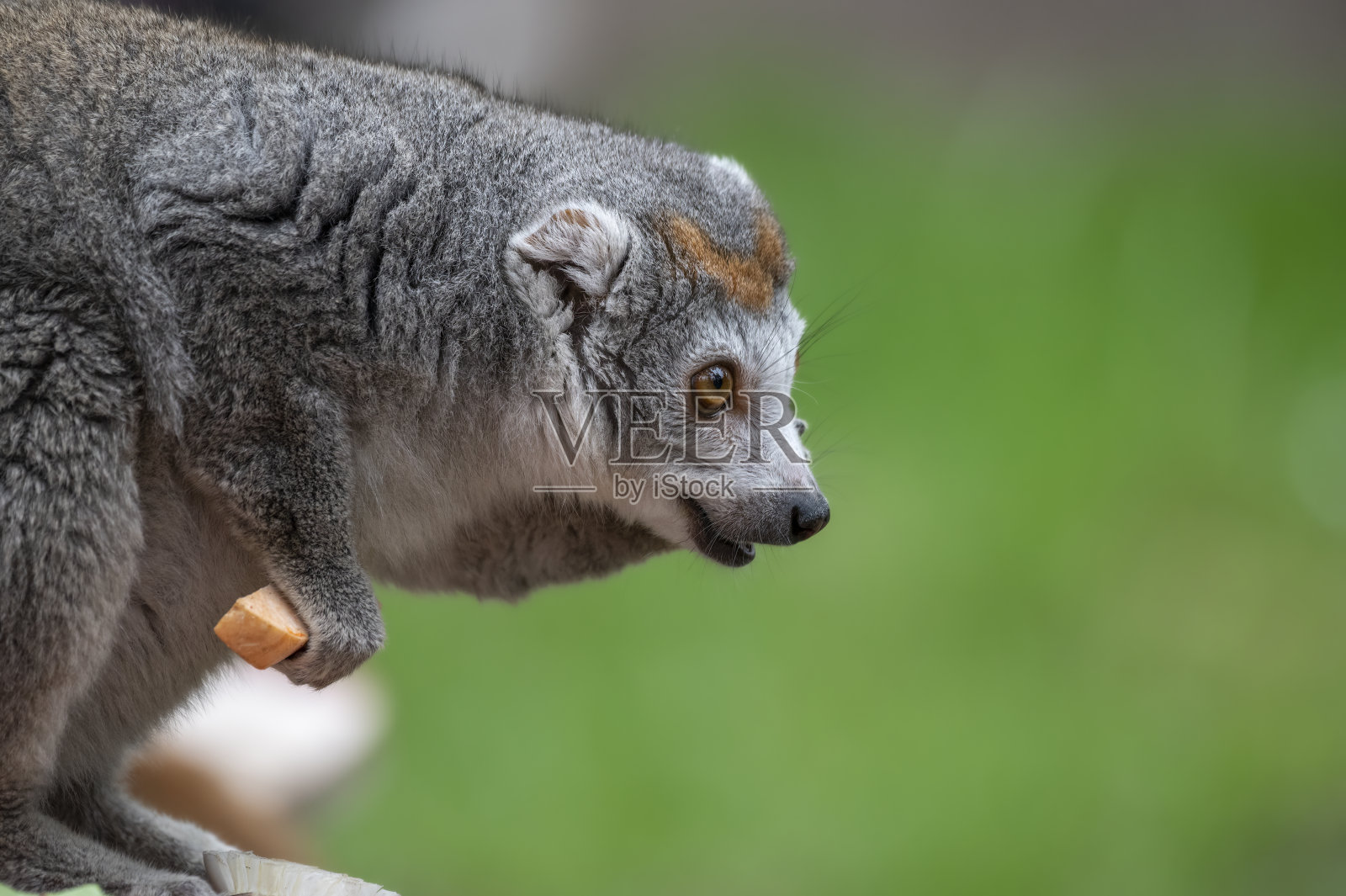 雌性冠狐猴照片摄影图片