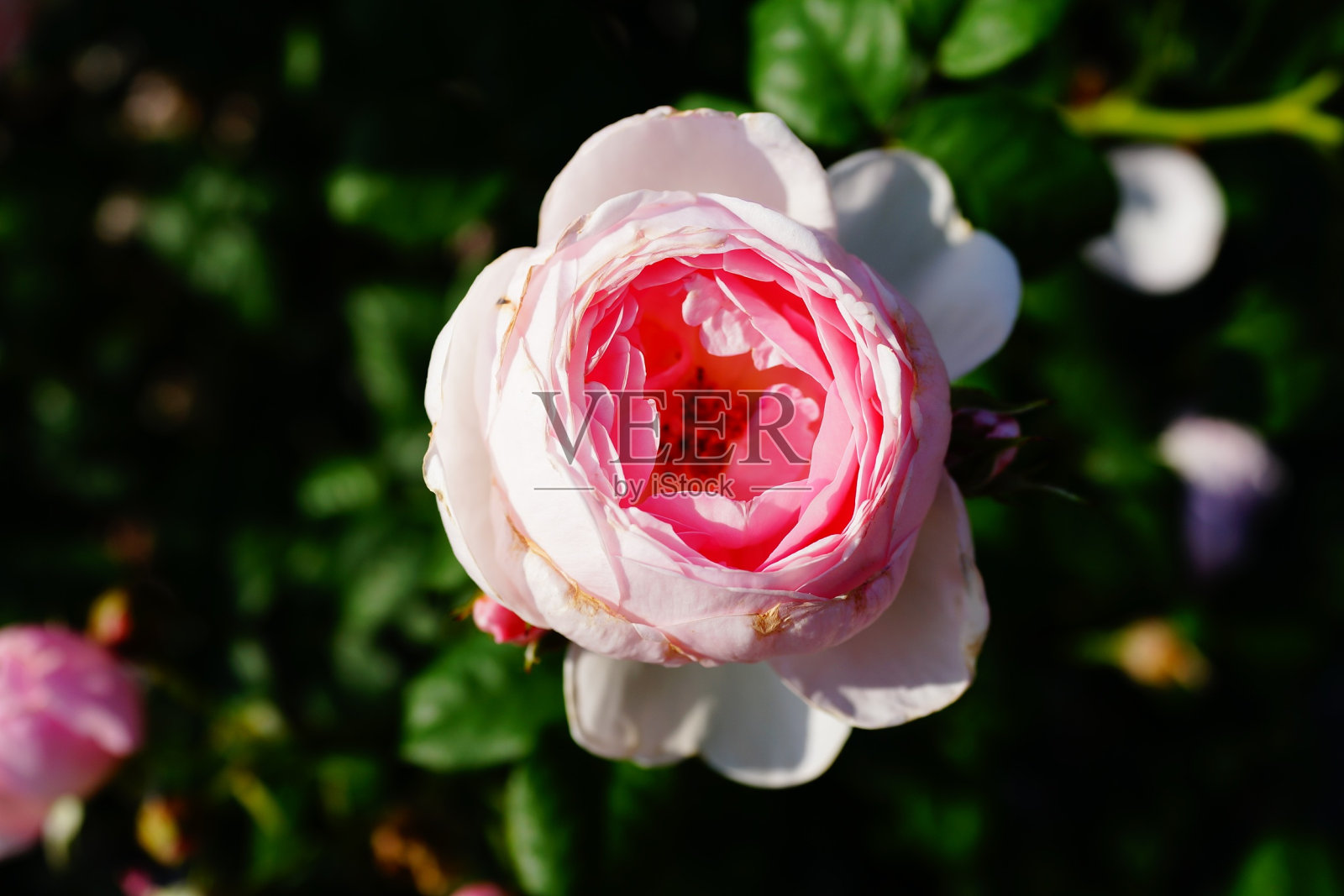 2018年6月9日，纽约bg佩吉·洛克菲勒玫瑰园照片摄影图片