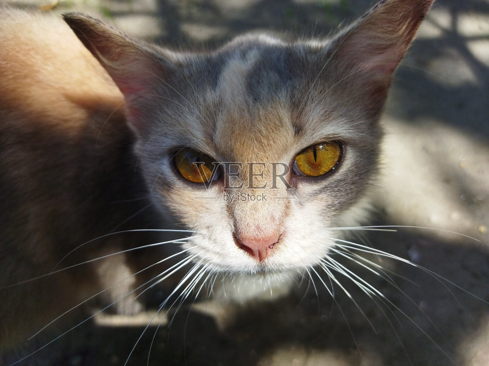 猫脸动物宠物照片摄影图片