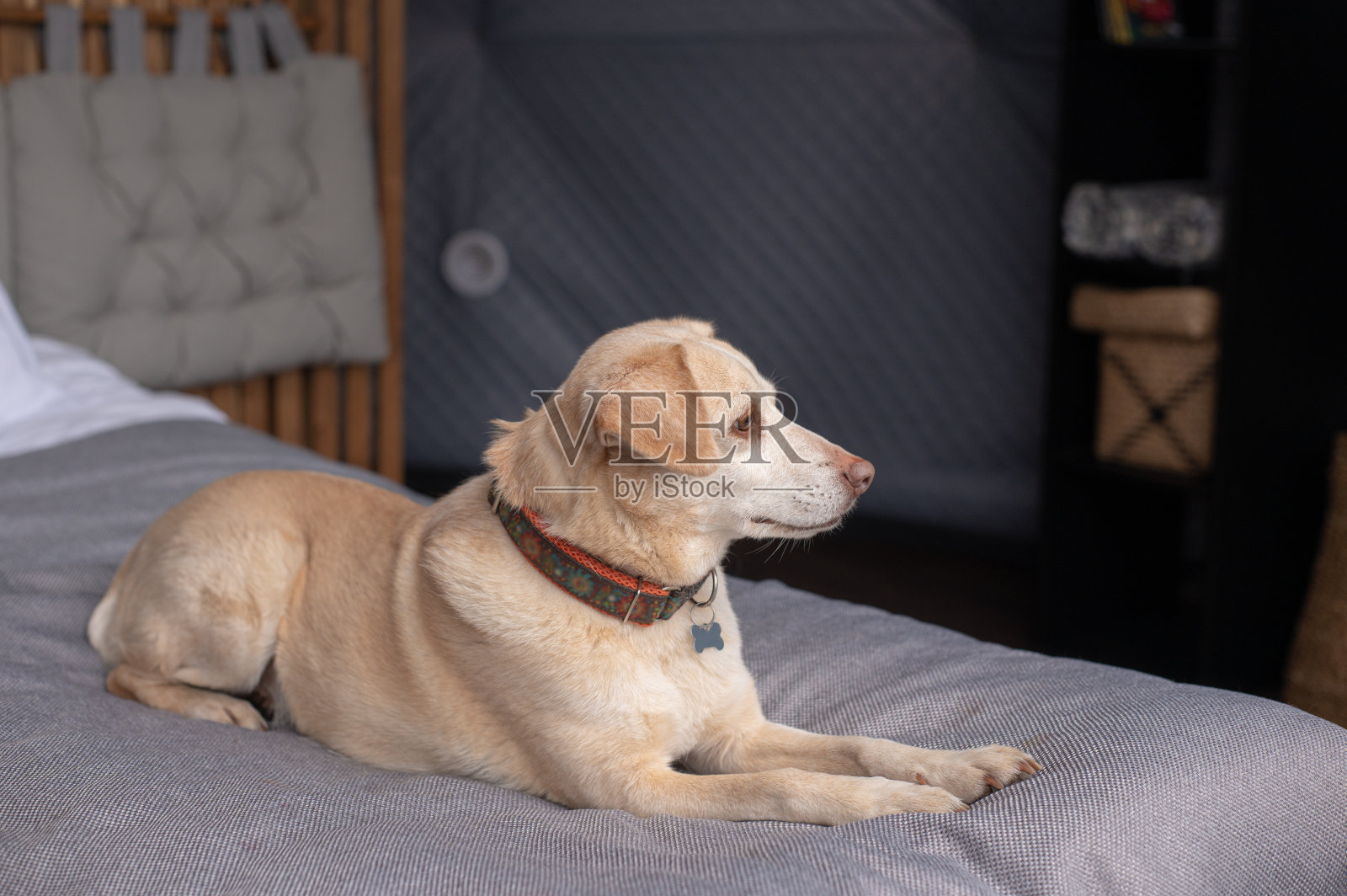 在豪华野营中，一只黄色的狗躺在床上，上面盖着灰色的被单照片摄影图片