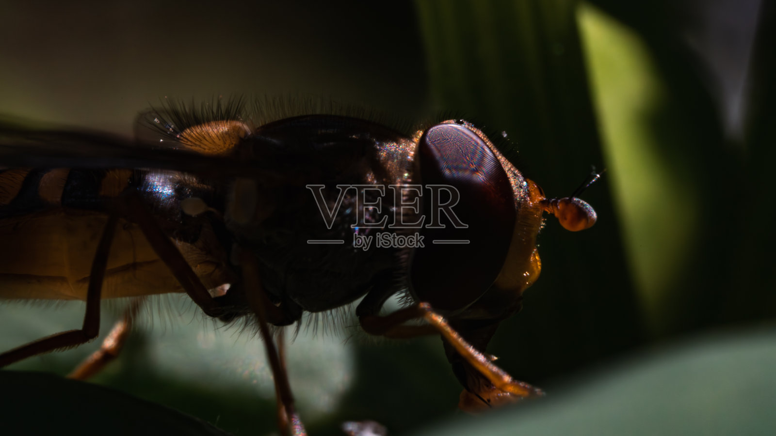 食蚜蝇，一种非常常见的全北极食蚜蝇。照片摄影图片