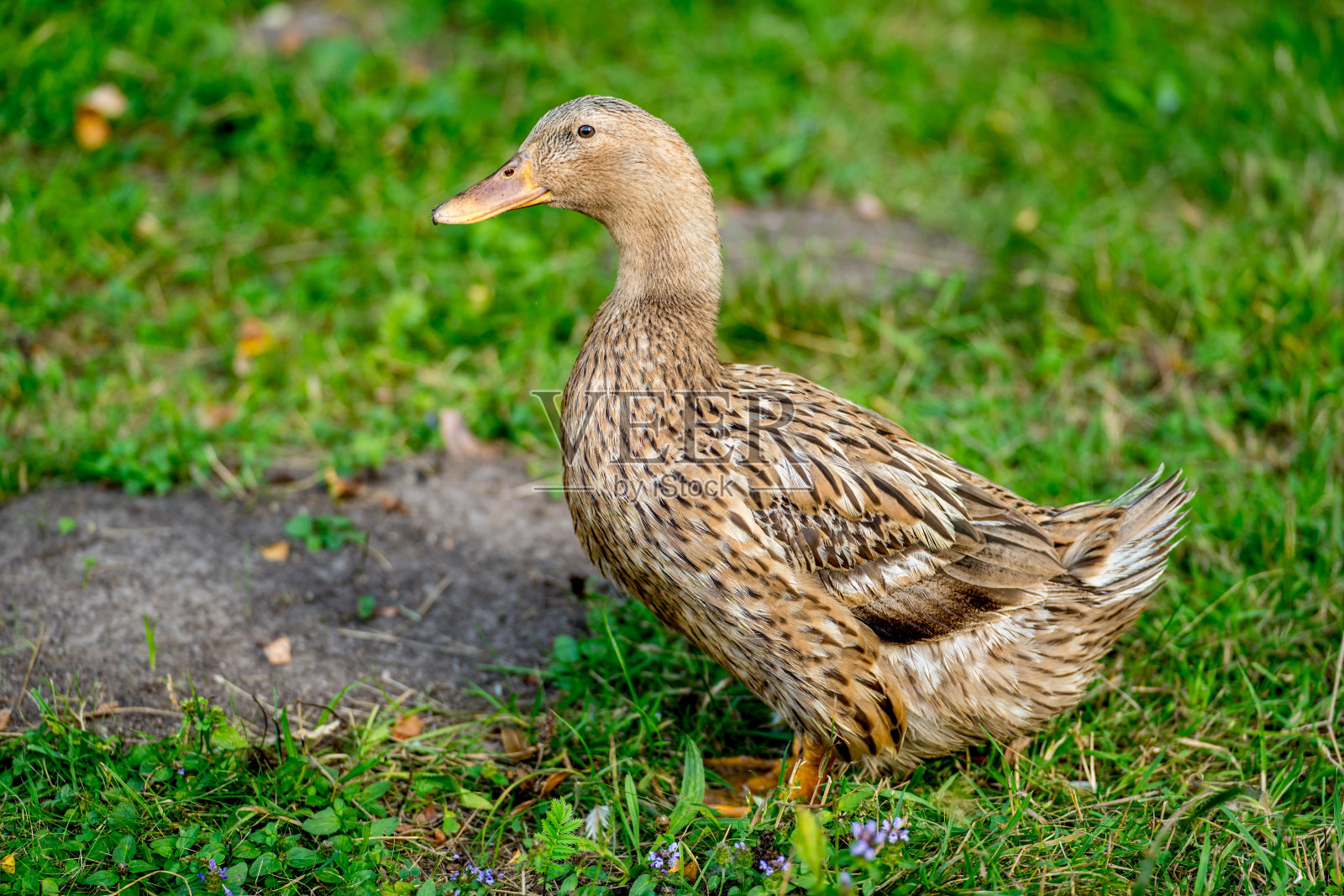 草地上的鸭子，有机家禽农场，农场上的鸭子照片摄影图片
