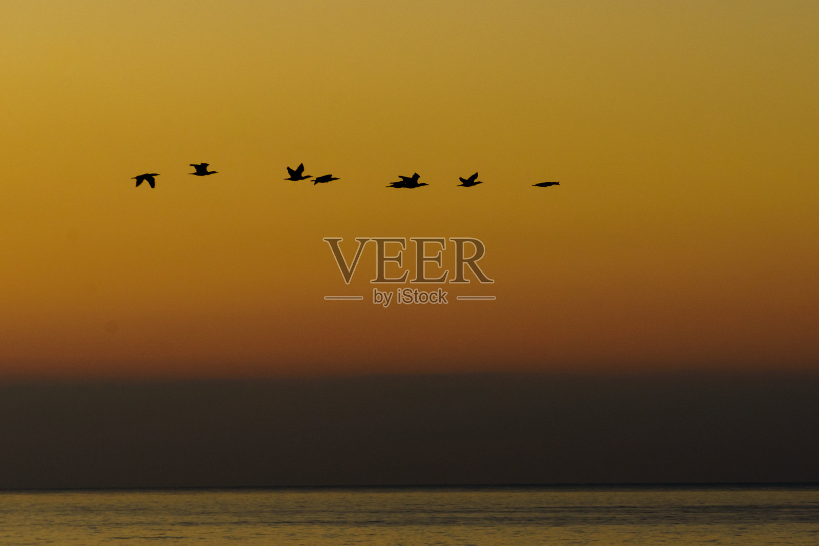 大海上的鸟儿映着日出的天空。照片摄影图片