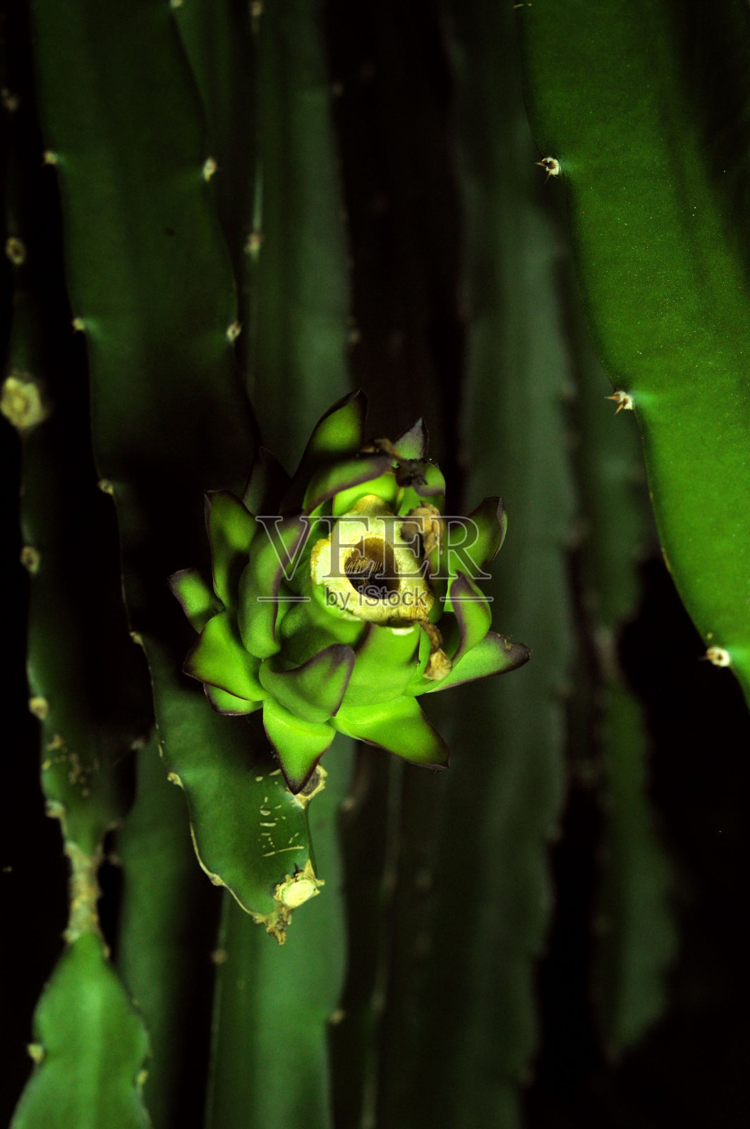 在高大的树干上盛开的火龙果花照片摄影图片