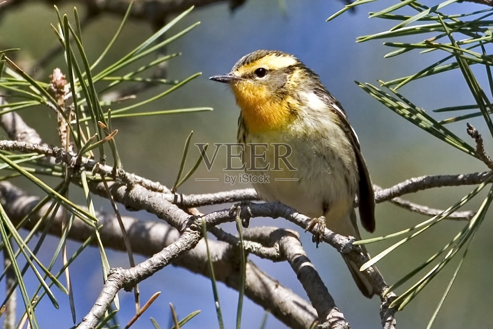 雌性布莱克本林莺，Setophaga fusca栖息在树枝上照片摄影图片