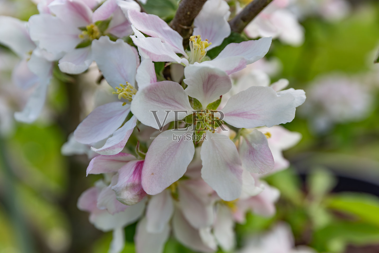 苹果花照片摄影图片