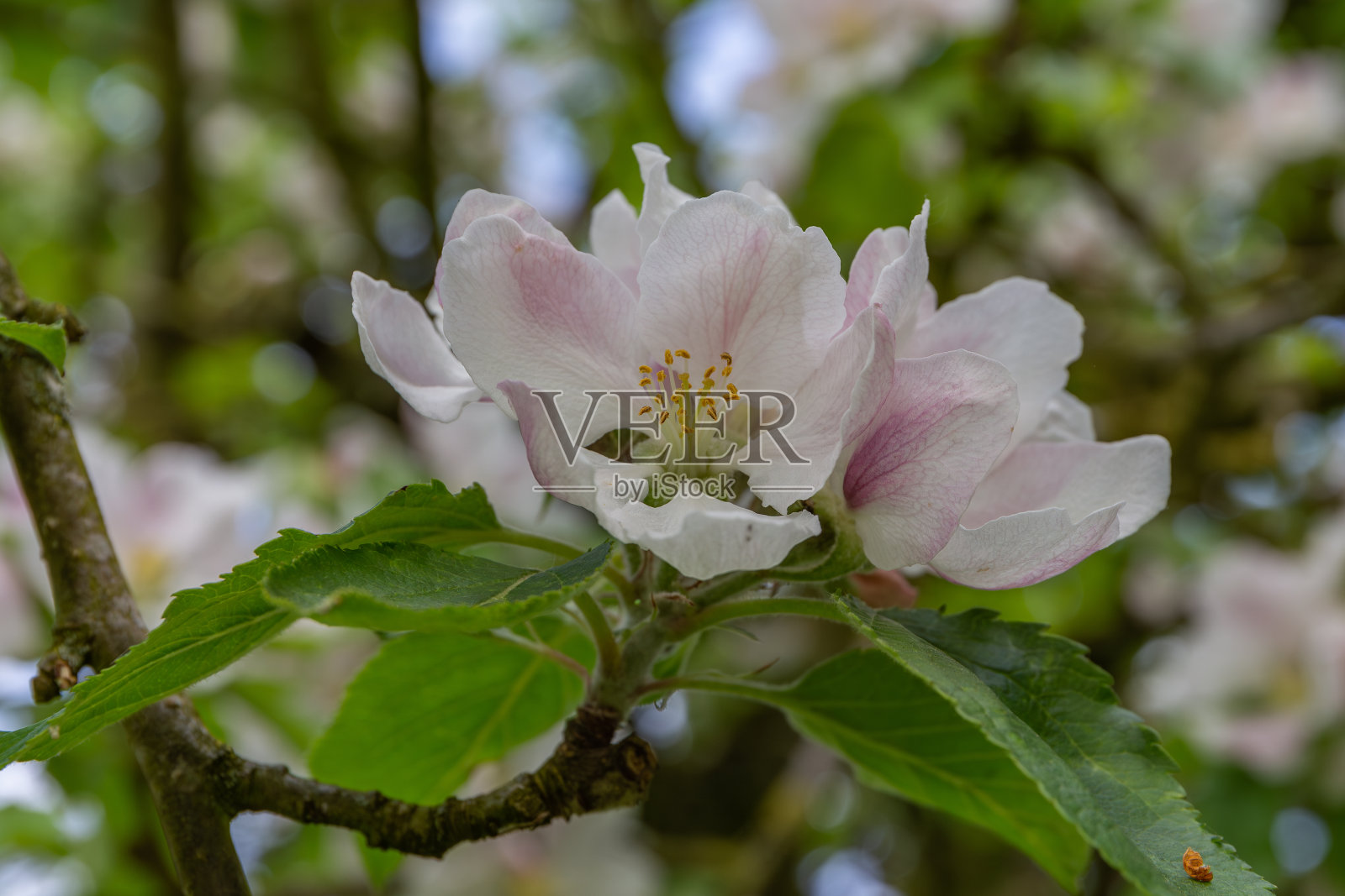 苹果花照片摄影图片
