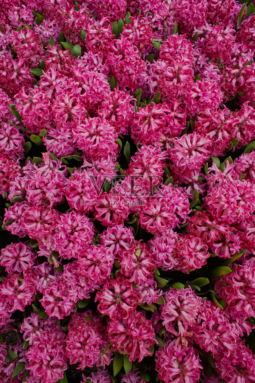 插花，花束，花的背景照片摄影图片