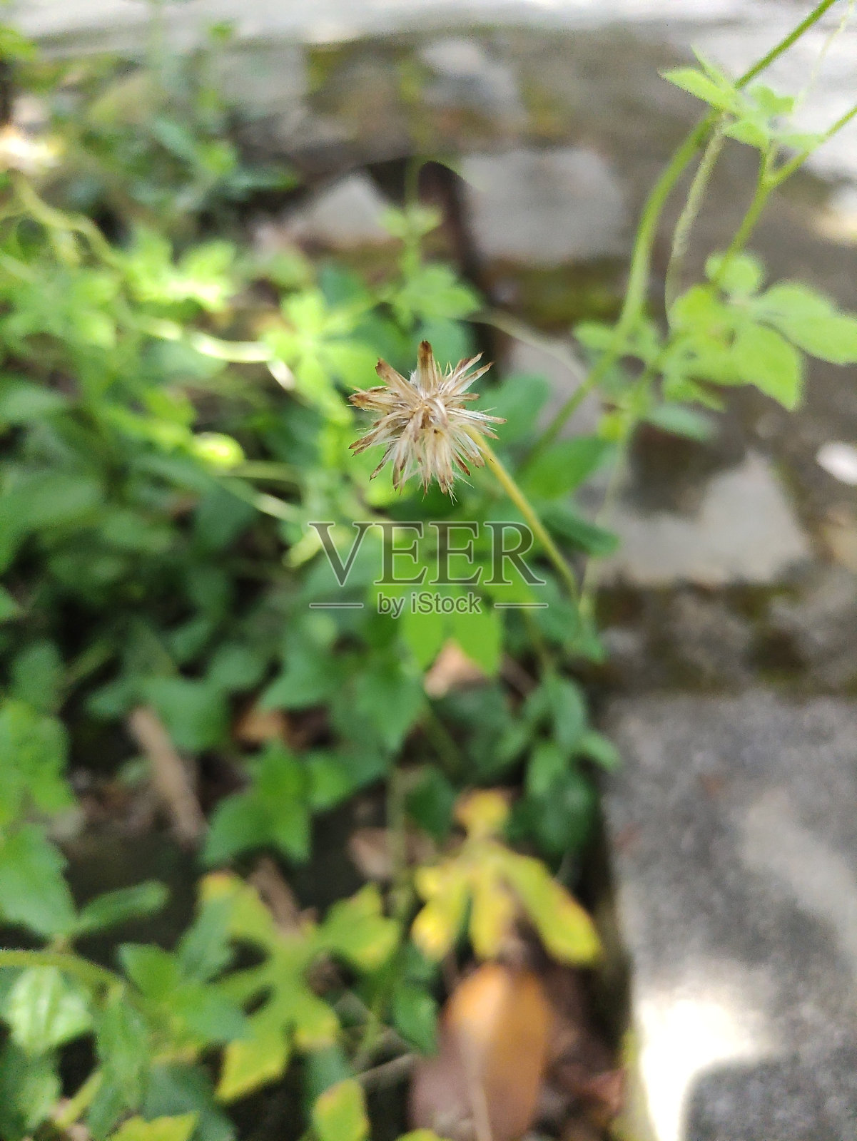 印度尼西亚中爪哇的一种美丽的雏菊照片摄影图片