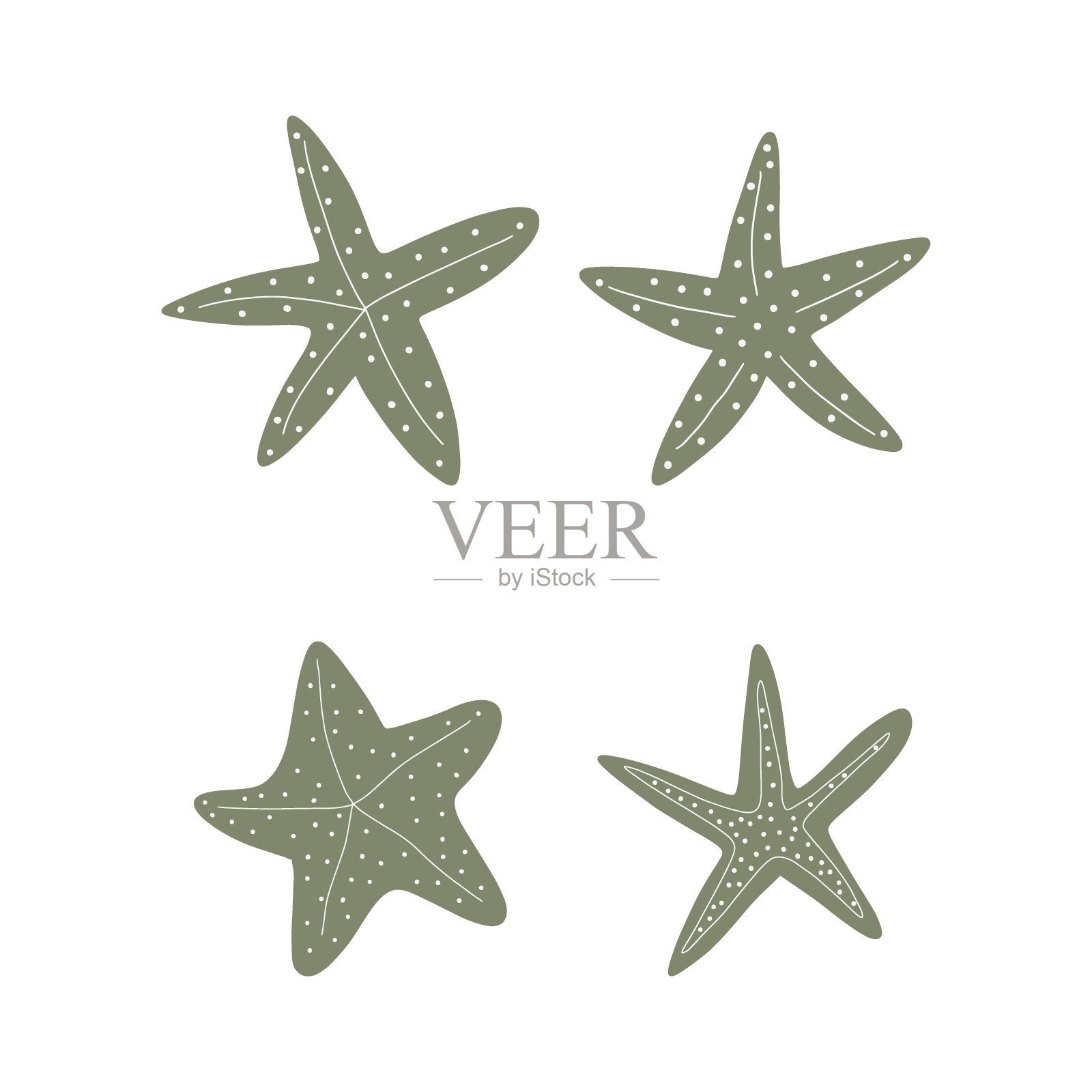 海星。大西洋之星。海洋动物矢量插图在白色背景。插画图片素材