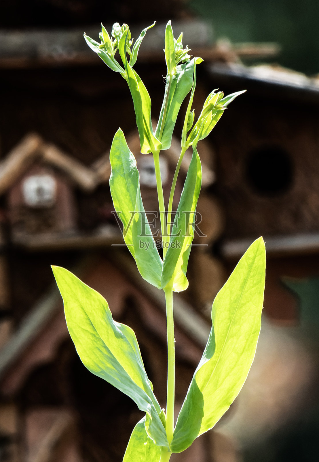春天即将开放的花照片摄影图片