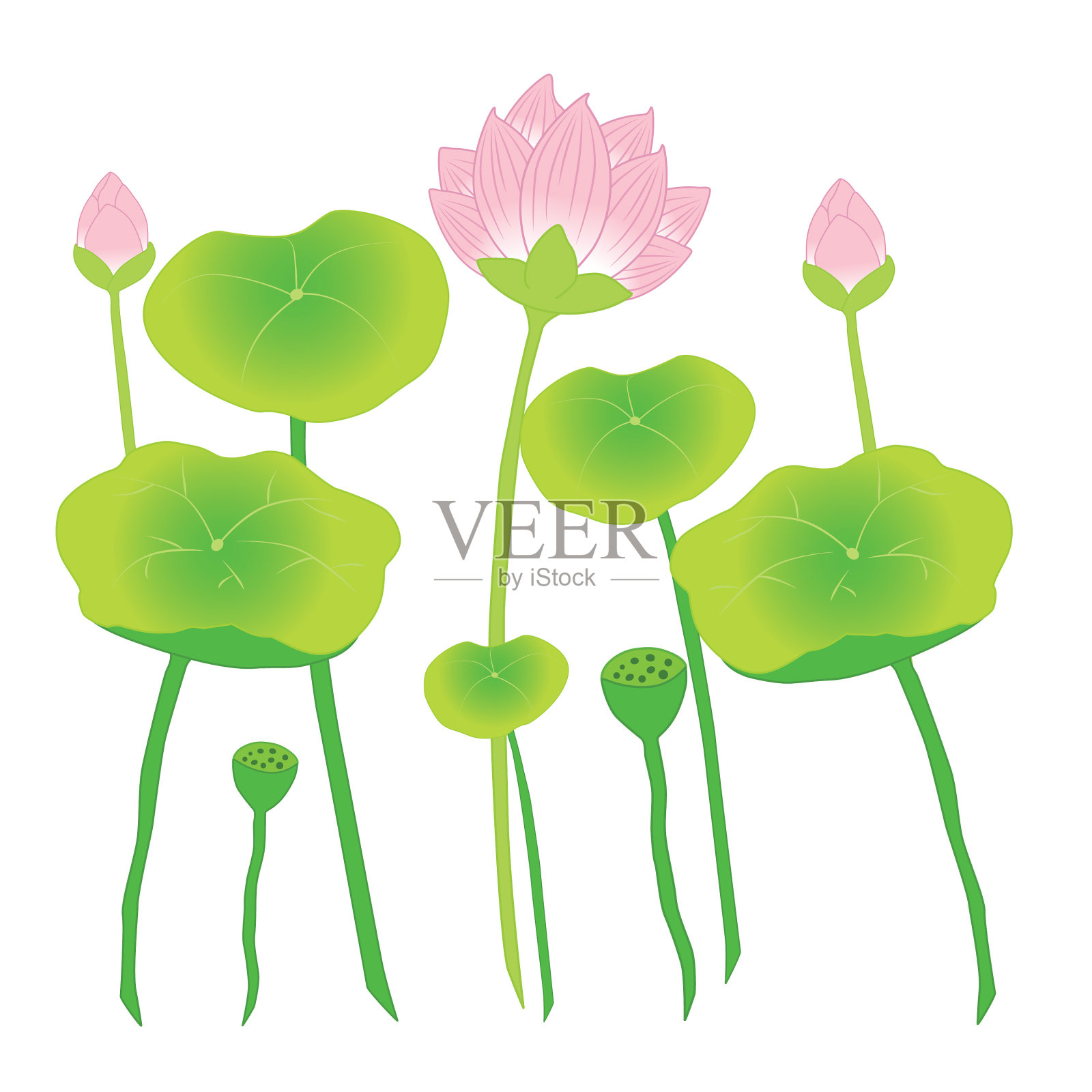 莲花插画图片素材