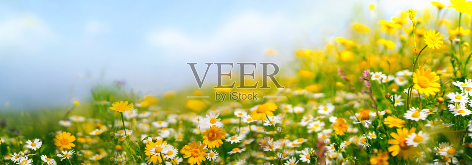 美丽的宽格式背景图像的田野盛开的草甸花。照片摄影图片