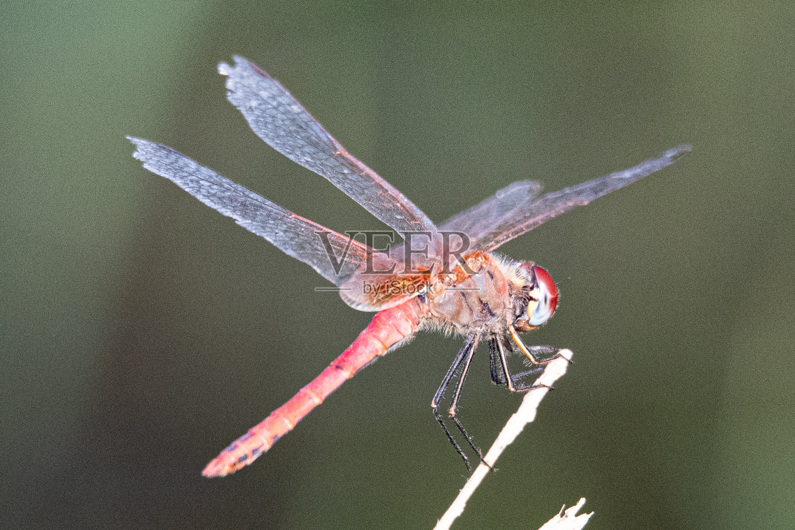 红脉蜻蜓(学名:Sympetrum fonscolombii)是一种常见于西班牙赫罗纳的蜻蜓照片摄影图片