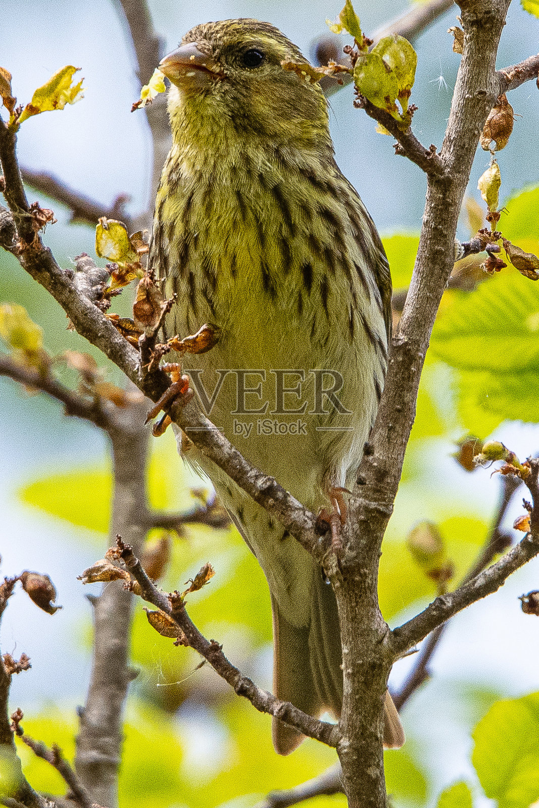 雪雀是一种常见于西班牙赫罗纳的小鸟属照片摄影图片