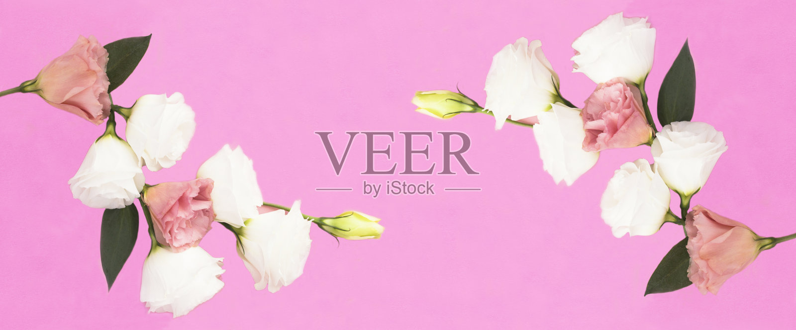 美丽的白色和粉红色的花朵在粉红色的背景。副本的空间。前视图。照片摄影图片