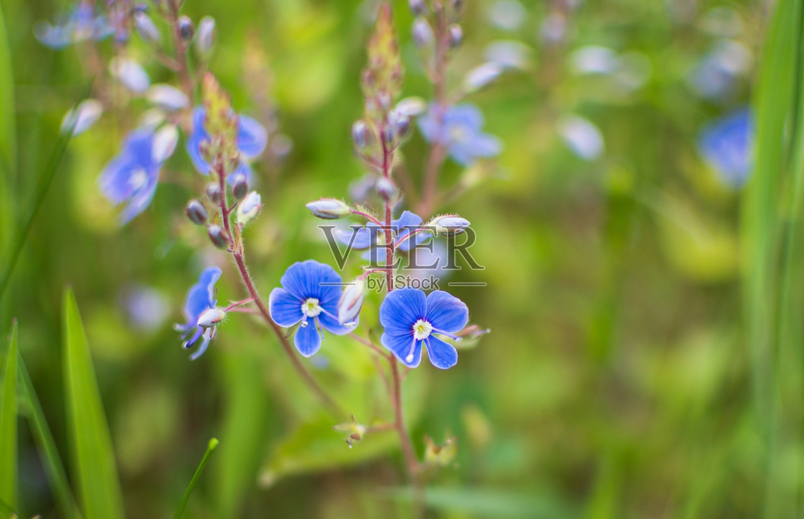 春花在草中照片摄影图片