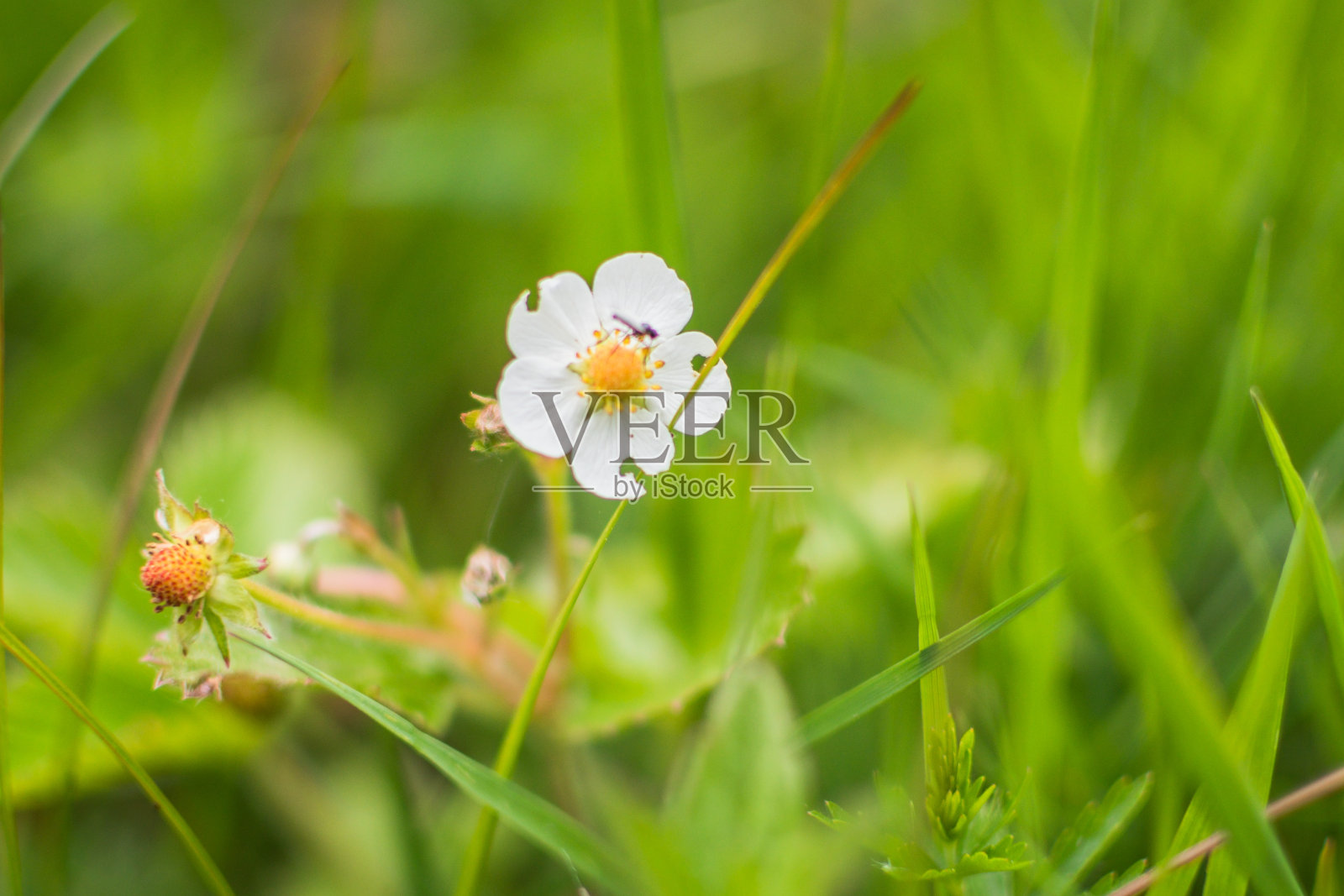 野草莓花特写照片摄影图片