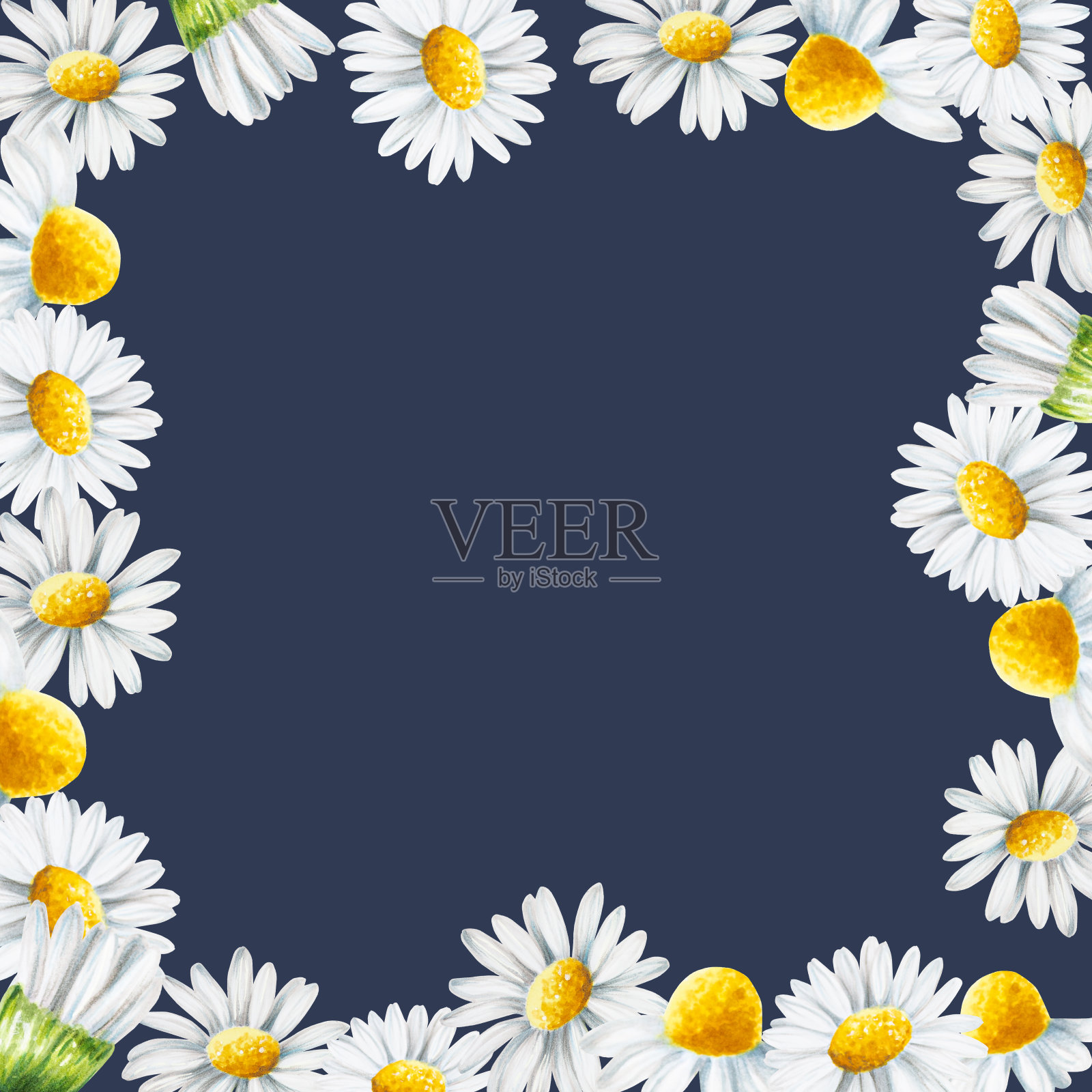 水彩白色雏菊花框孤立。洋甘菊。美容产品与植物集、美容与医药。适用于设计师、spa装饰、明信片、包装纸、剪贴簿、封面、邀请函、海报和纺织品。插画图片素材