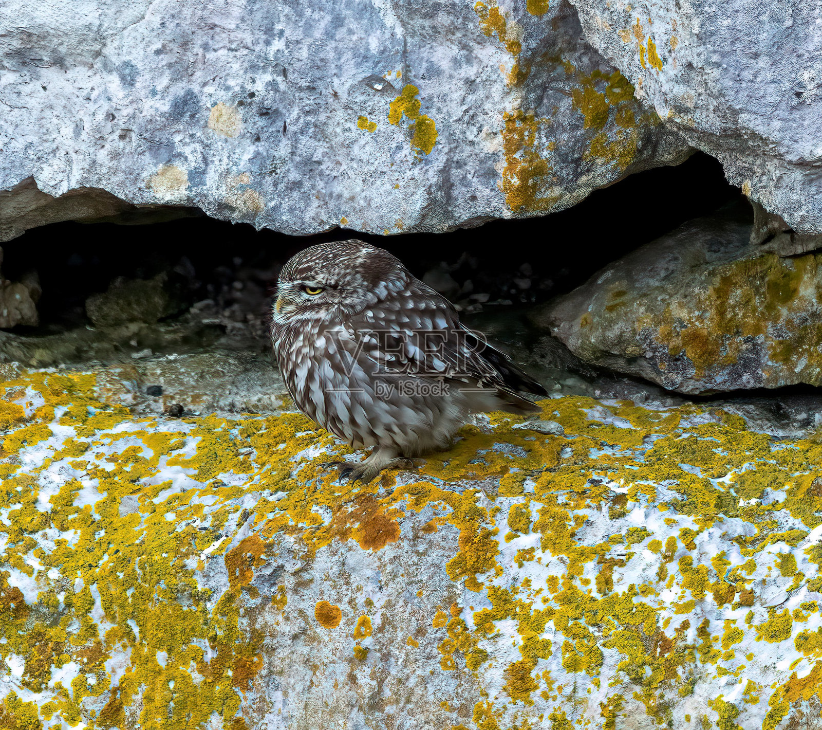 茶色猫头鹰和小猫头鹰照片摄影图片