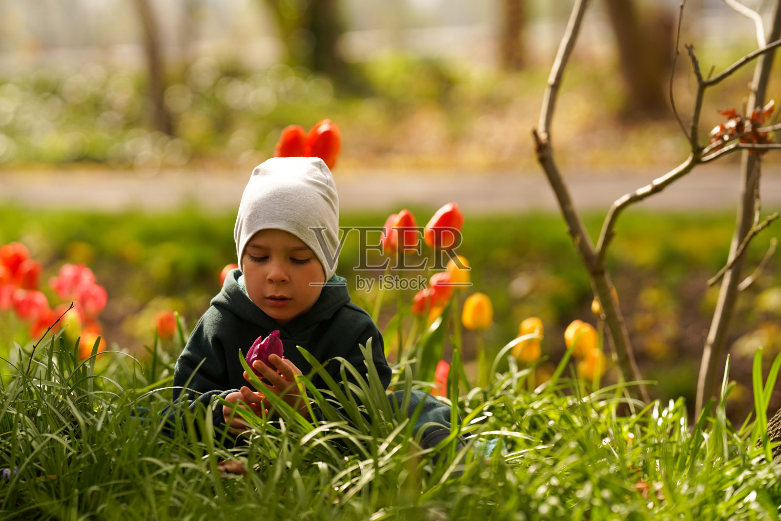可爱的孩子坐在秋天的花园里，嗅着紫色的郁金香花蕾。小男孩在户外的花园里。照片摄影图片