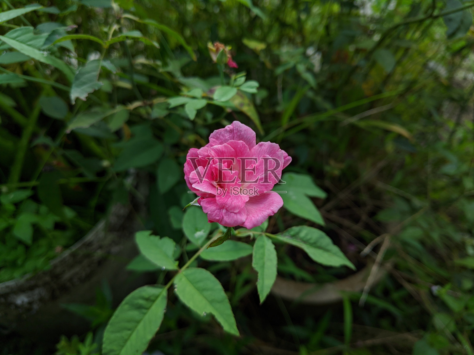 花园里的粉红玫瑰花照片摄影图片